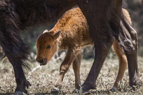 Nacen tres crías de bisonte americano en la Reserva El Santuario, Coahuila