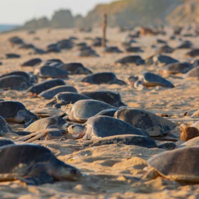 Michoacán libera más de 6.7 millones de tortugas marinas en la temporada 2025‑2026