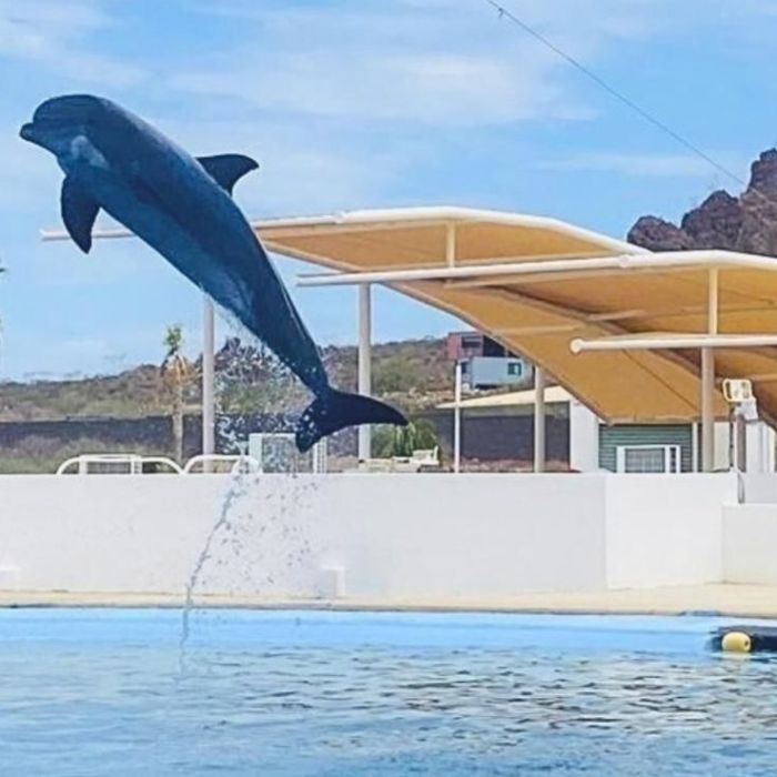 Muere el delfín Moana bajo custodia del Delfinario Sonora; investigan la causa